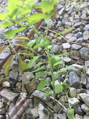 Euphorbia peplus