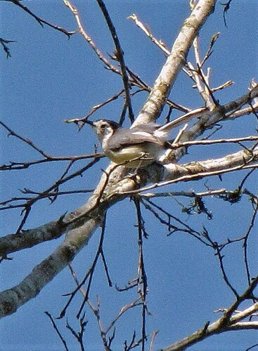 Creamy-bellied Gnatcatcher (Polioptila lactea), photo 4
