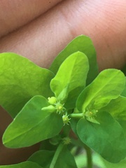 Euphorbia peplus