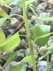 Euphorbia peplus