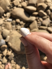 Petrochelidon pyrrhonota