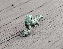 Lepidoptera