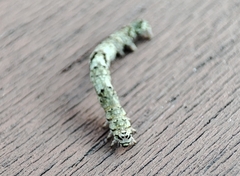 Lepidoptera