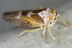 Populicerus formosus