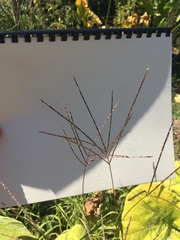 Digitaria sanguinalis