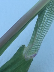 Digitaria sanguinalis