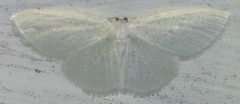 Lomographa vestaliata