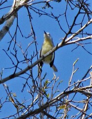 Polioptila lactea