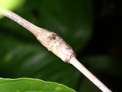 Neolasioptera cornicola