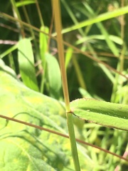 Digitaria sanguinalis