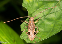 Paraleprodera insidiosa