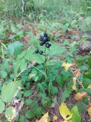 Actaea spicata