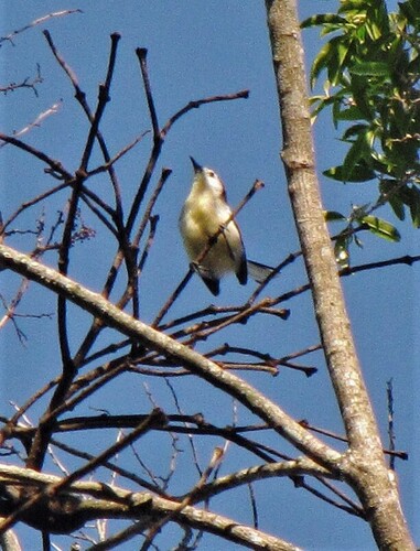 Creamy-bellied Gnatcatcher (Polioptila lactea), photo 5