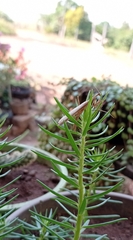 Musoniella