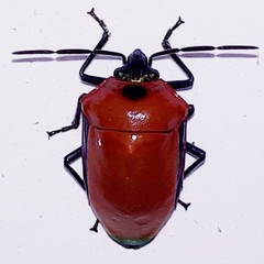 Calliphara imperialis