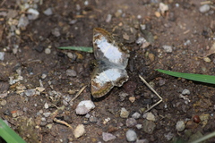 Antigonus emorsa