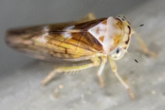 Populicerus formosus