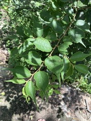 Celtis biondii