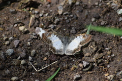 Antigonus emorsa