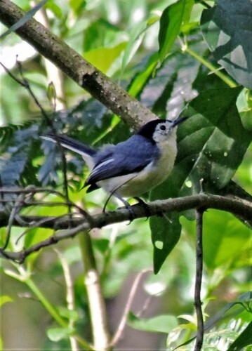 Creamy-bellied Gnatcatcher (Polioptila lactea)