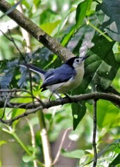 Polioptila lactea