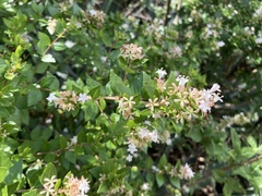 Abelia chinensis