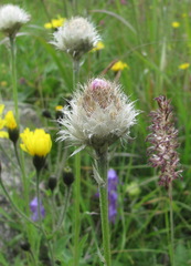 Psephellus caucasicus