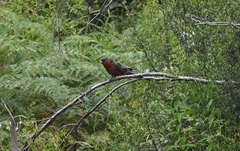 Platycercus elegans melanopterus