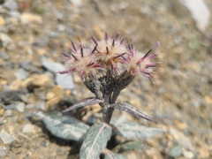 Saussurea alpina