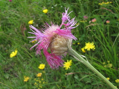 Psephellus caucasicus