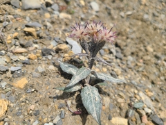 Saussurea alpina