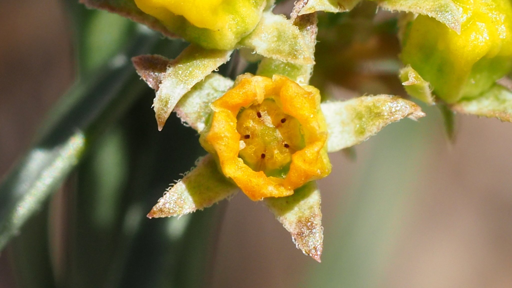 Funastrum