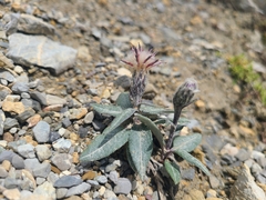 Saussurea alpina