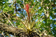 Tillandsia capitata