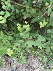 Spiraea blumei