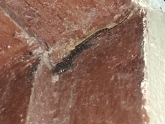 Hemidactylus platyurus