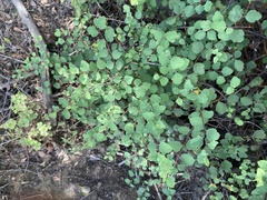 Spiraea blumei