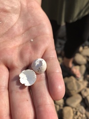 Petrochelidon pyrrhonota