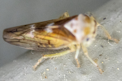 Populicerus formosus