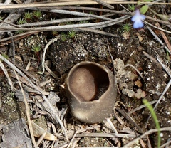 Dissingia leucomelaena