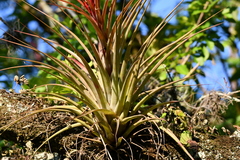 Tillandsia capitata