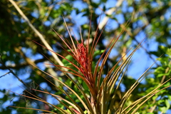 Tillandsia capitata