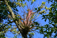 Tillandsia capitata