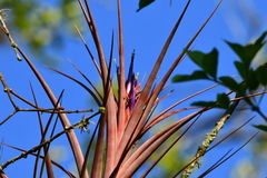 Tillandsia capitata