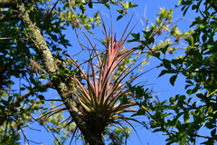Tillandsia capitata