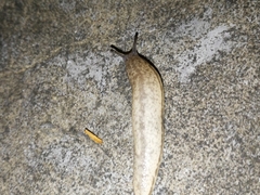 Meghimatium bilineatum