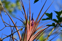 Tillandsia capitata