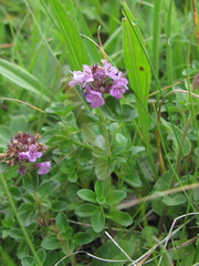 Thymus nummularius