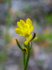 Glischrocaryon