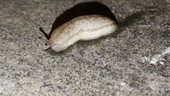 Meghimatium bilineatum